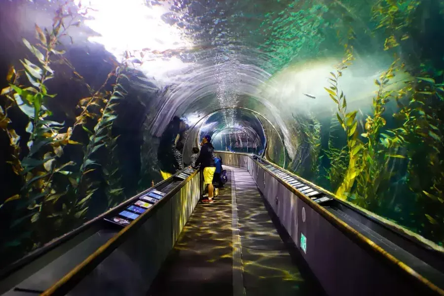 一个家庭在海湾水族馆的隧道里观察海洋生物